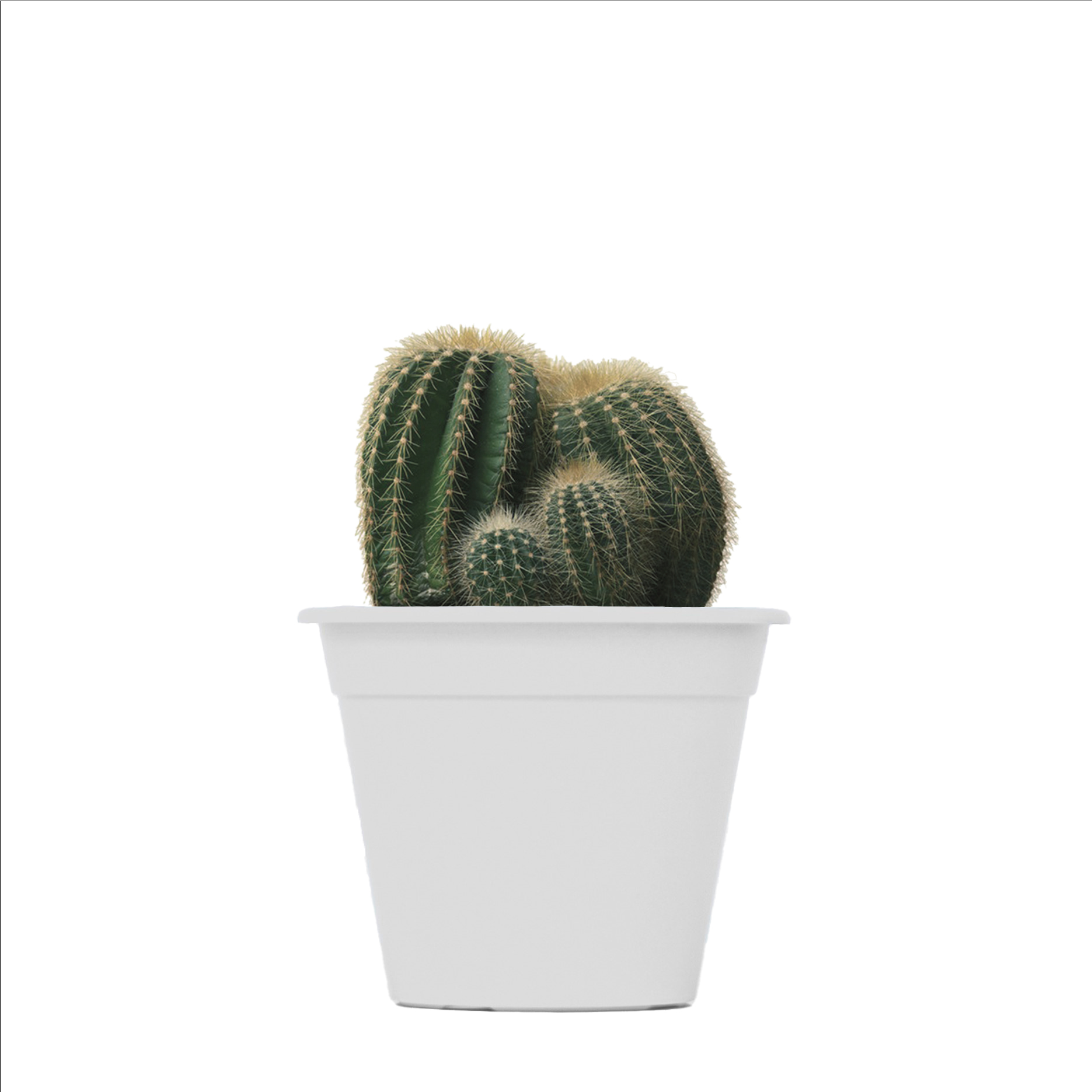 C12-escala-y-color-con-cactus-1