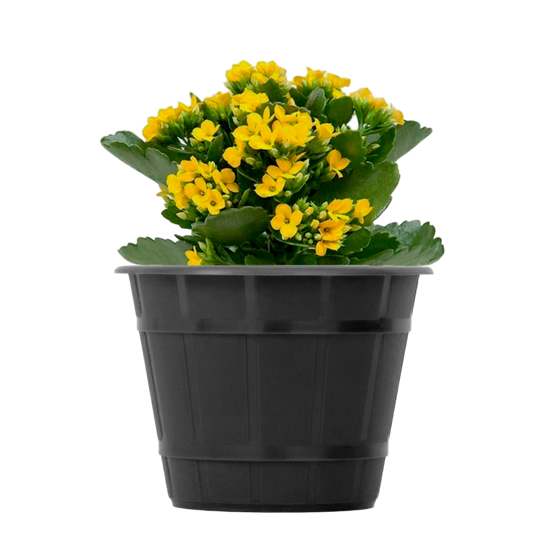 F15-con-planta