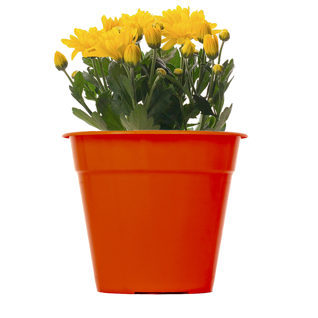 clasica-18-marron-con-flores-1