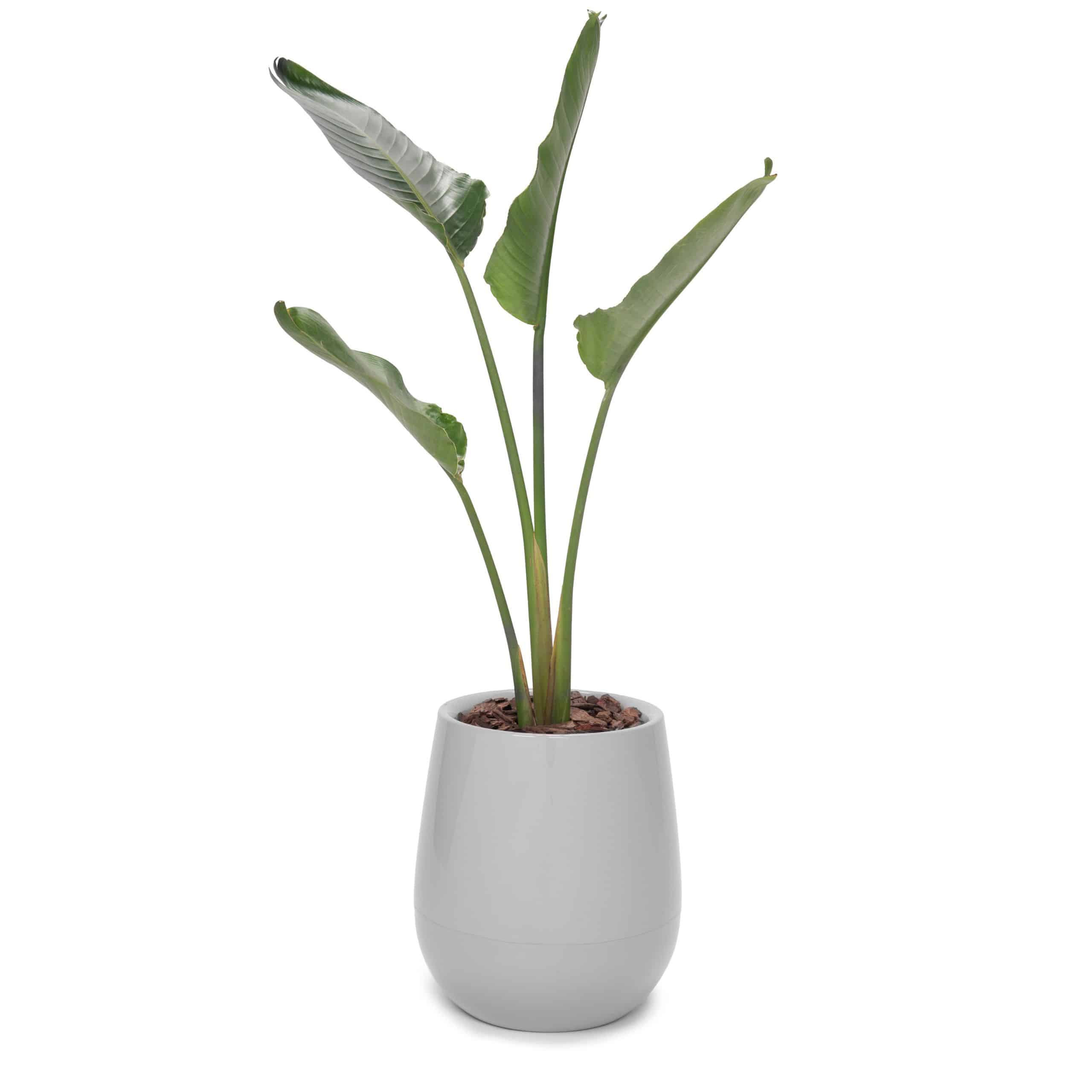 uovo-cemento-expandida-grande